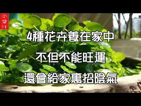 艾草盆栽風水